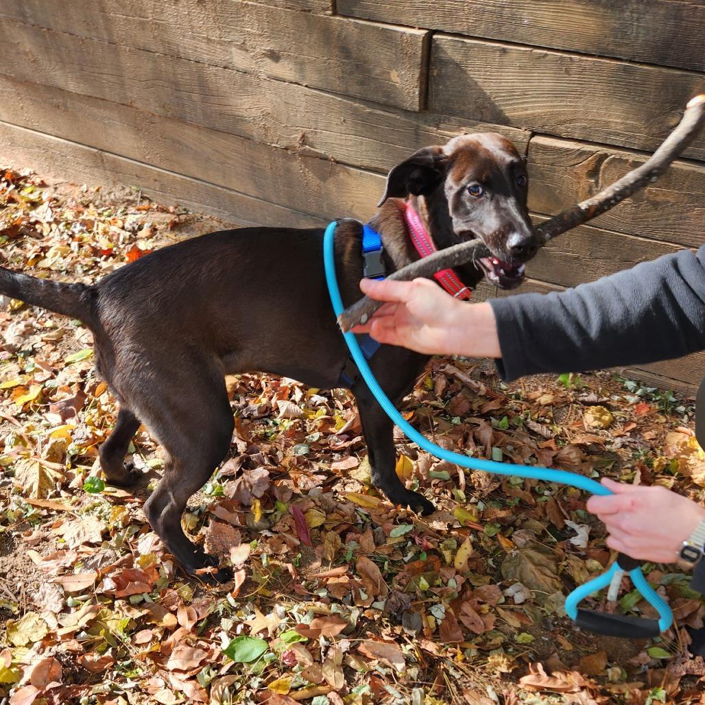 Shadow FKA The Adams Family Pups: October, a Adoptable mixed breed in Falls Church, VA image 4/6