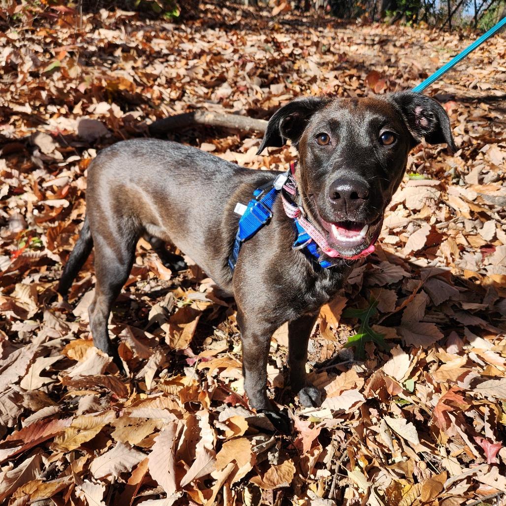 Shadow FKA The Adams Family Pups: October, a Adoptable mixed breed in Falls Church, VA image 5/6