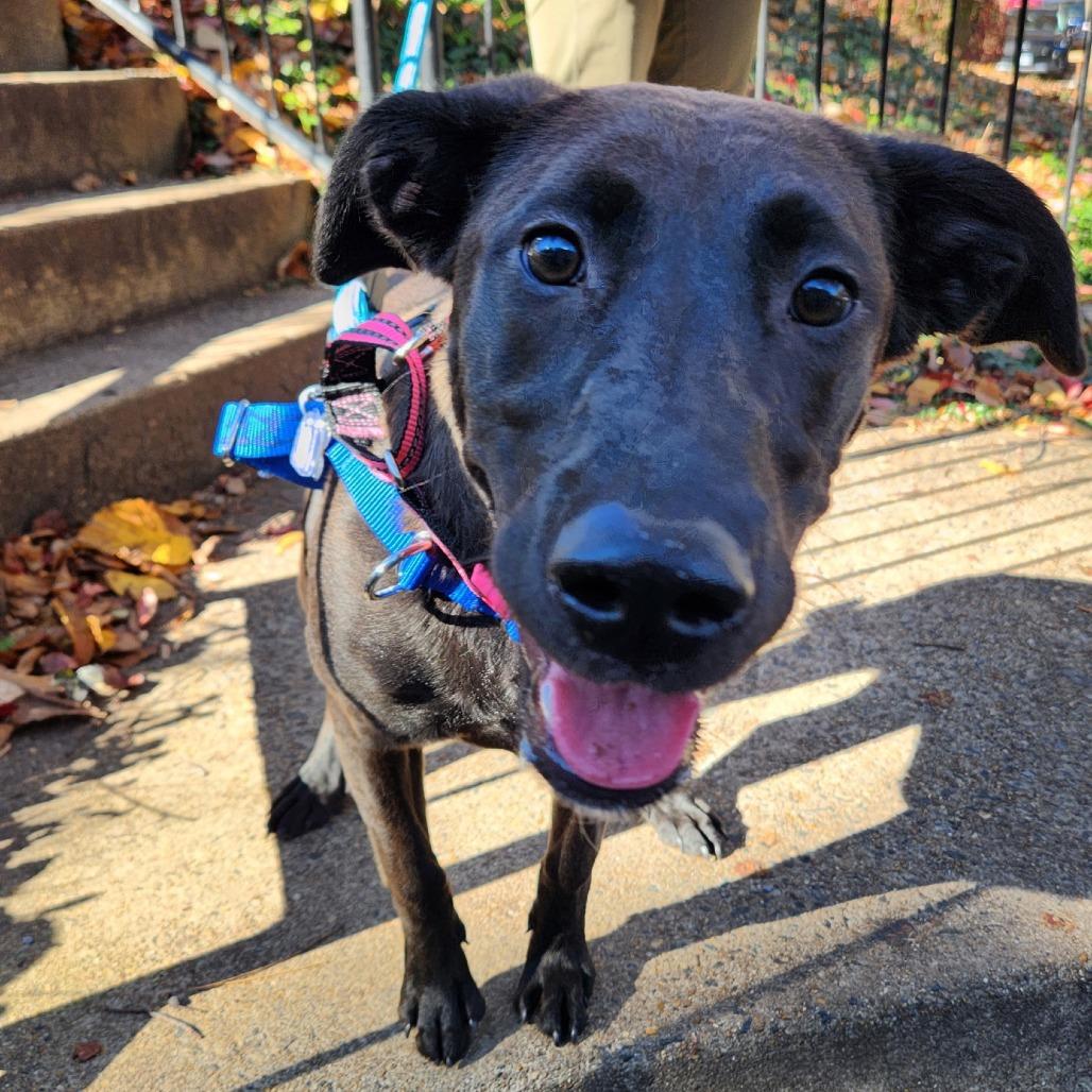 Shadow FKA The Adams Family Pups: October, a Adoptable mixed breed in Falls Church, VA image 6/6