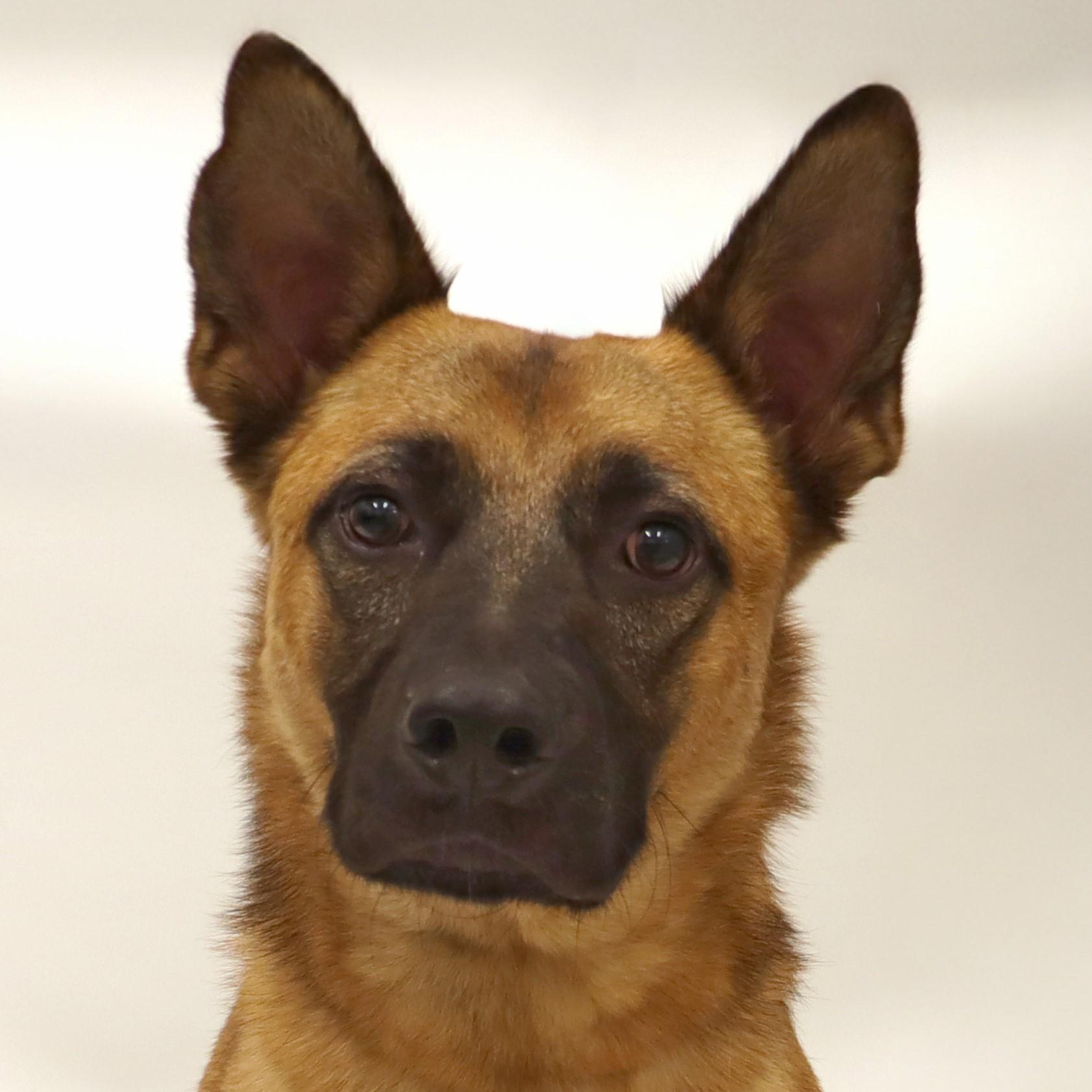 Enlarge Valentino, a Adoptable mixed breed in Clovis, CA image 1/2