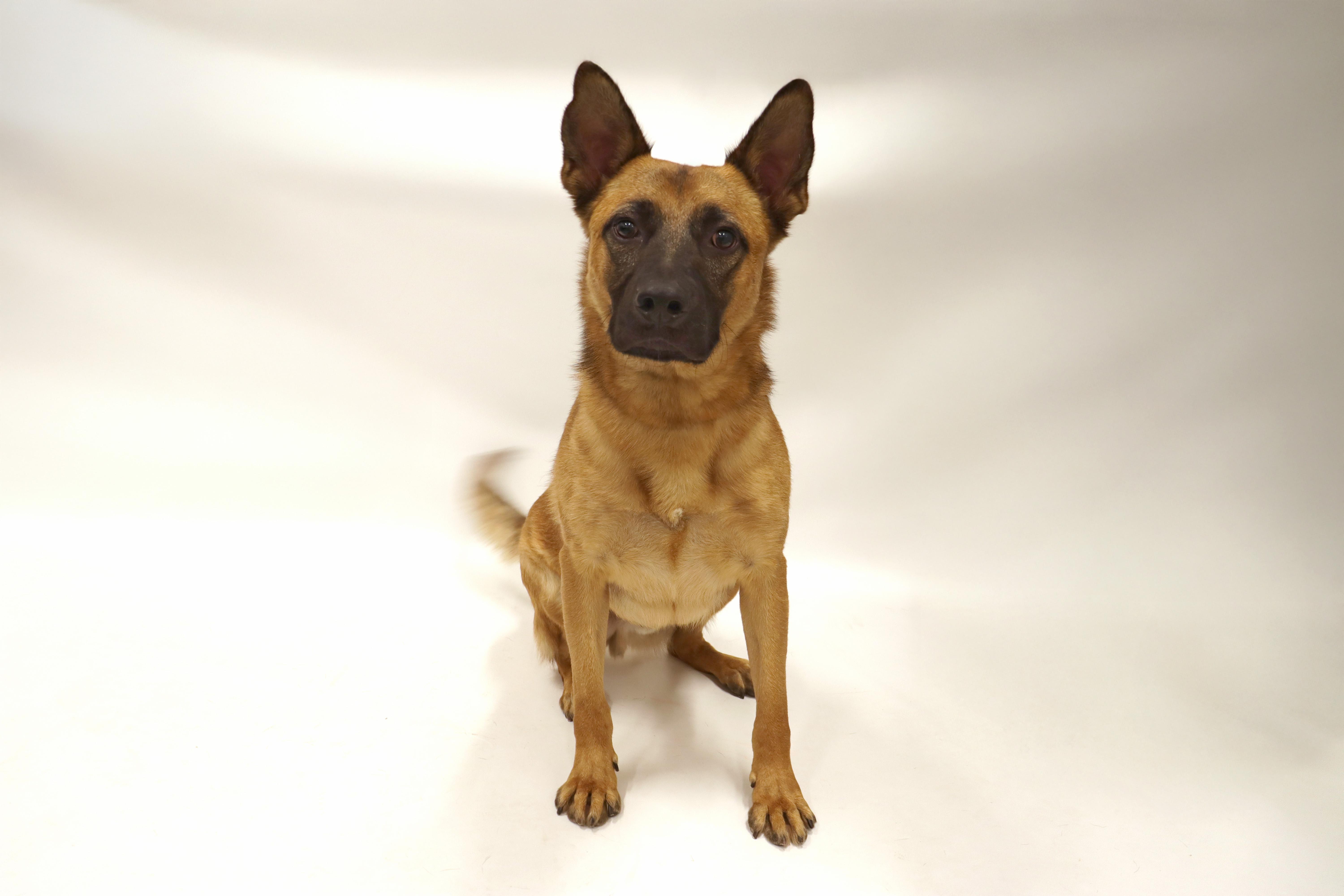 Valentino, Adoptable, Young Male Shepherd.