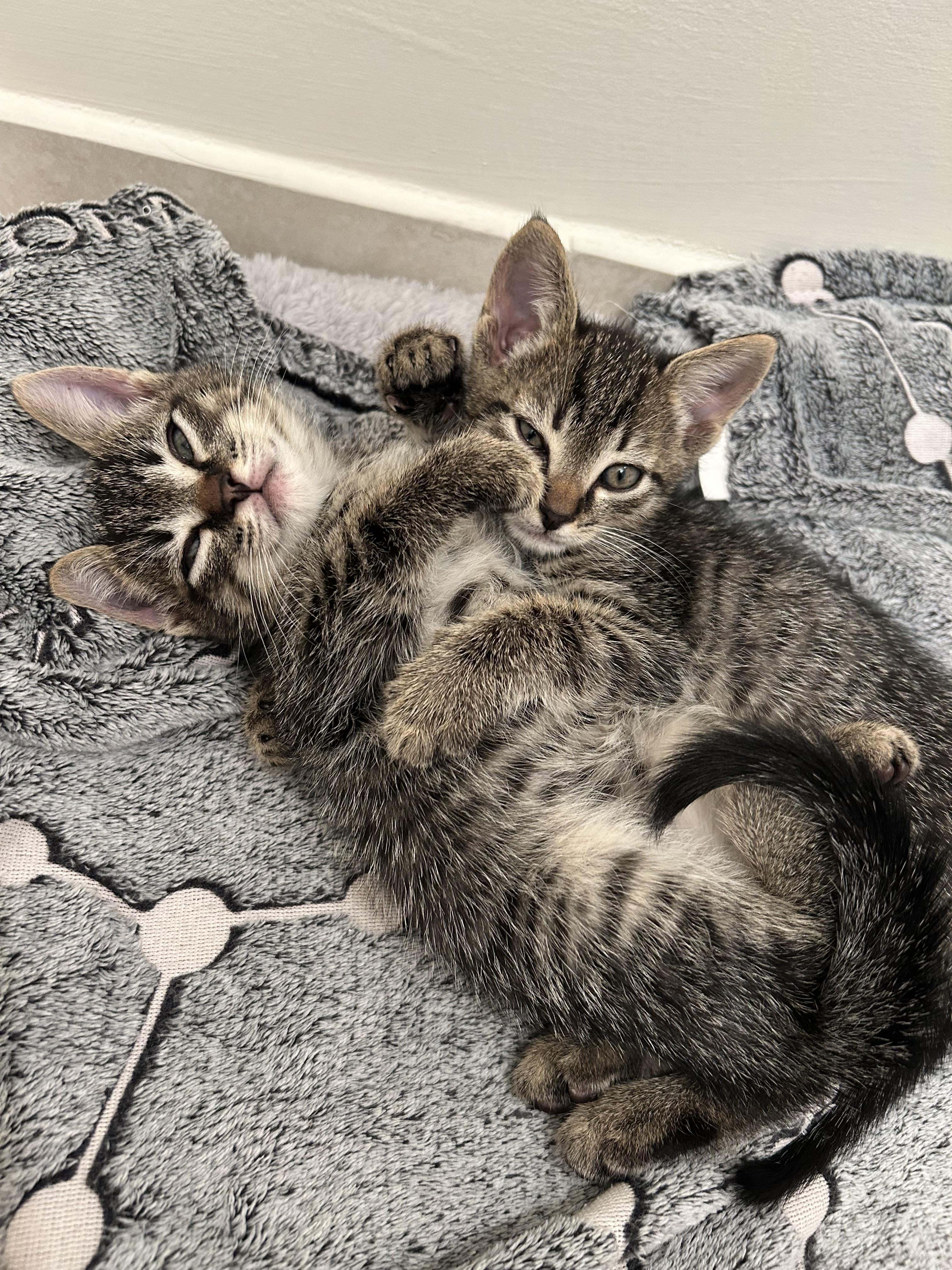 Enlarge TATER & TOT (FL), a Adoptable mixed breed in Tampa , FL image 1/6