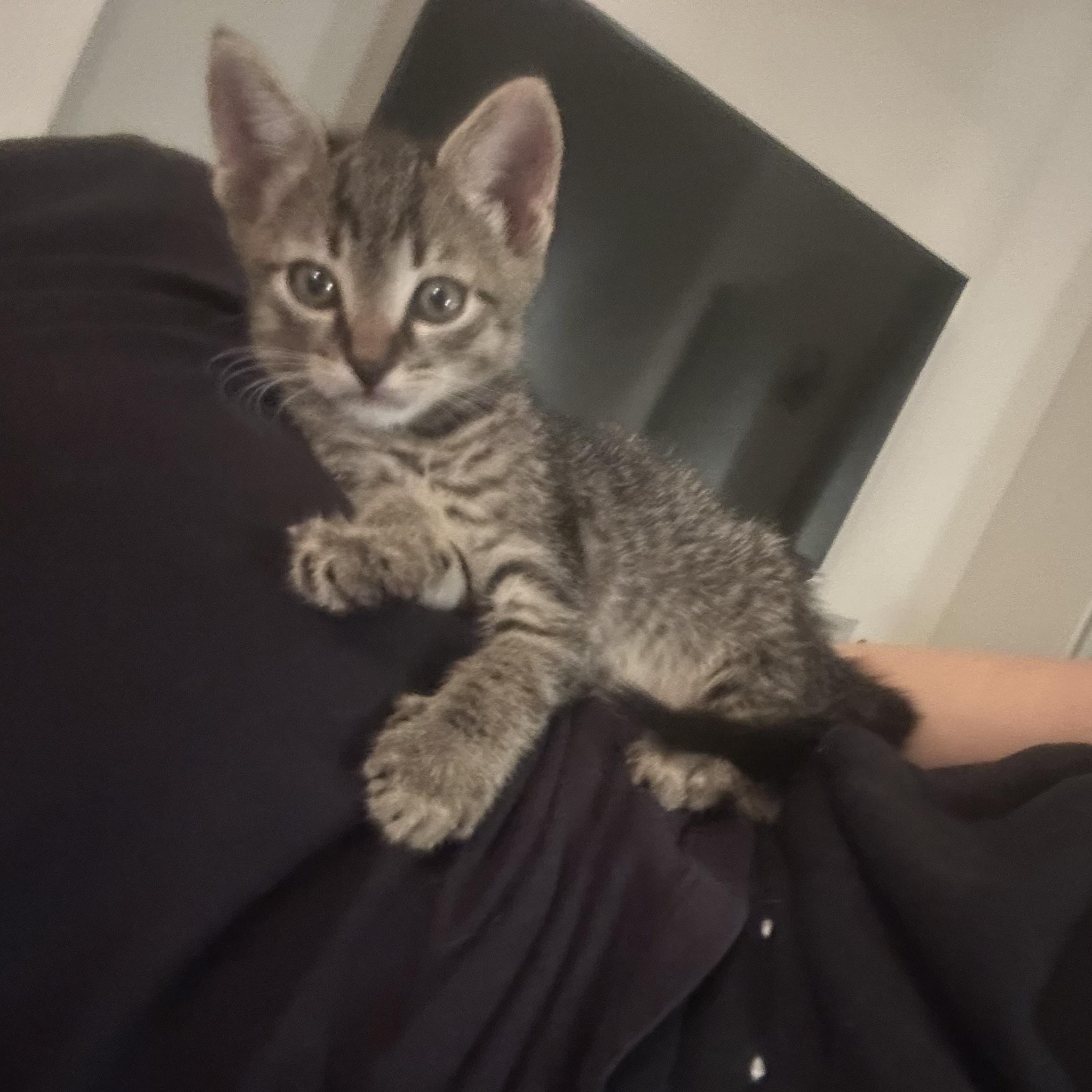 Enlarge TATER & TOT (FL), a Adoptable mixed breed in Tampa , FL image 5/6