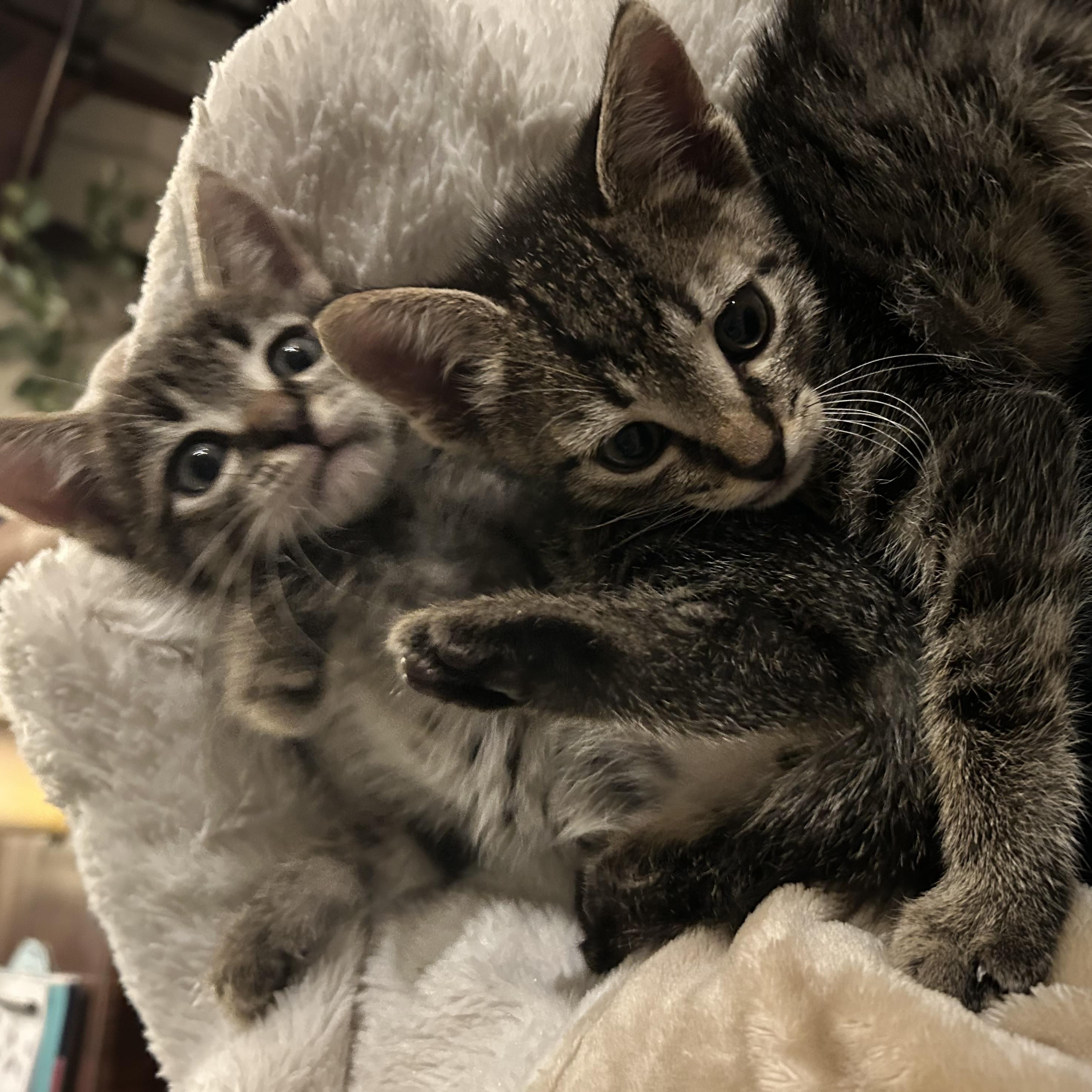 Enlarge TATER & TOT (FL), a Adoptable mixed breed in Tampa , FL image 4/6