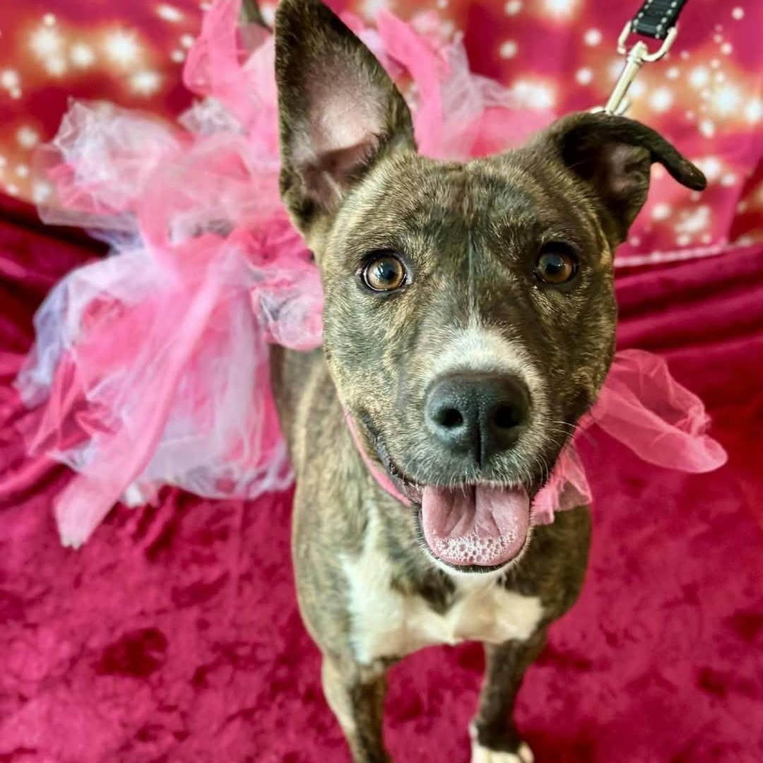 Enlarge Soraya, a ADOPTABLE mixed breed in Rock Hill, SC image 1/6