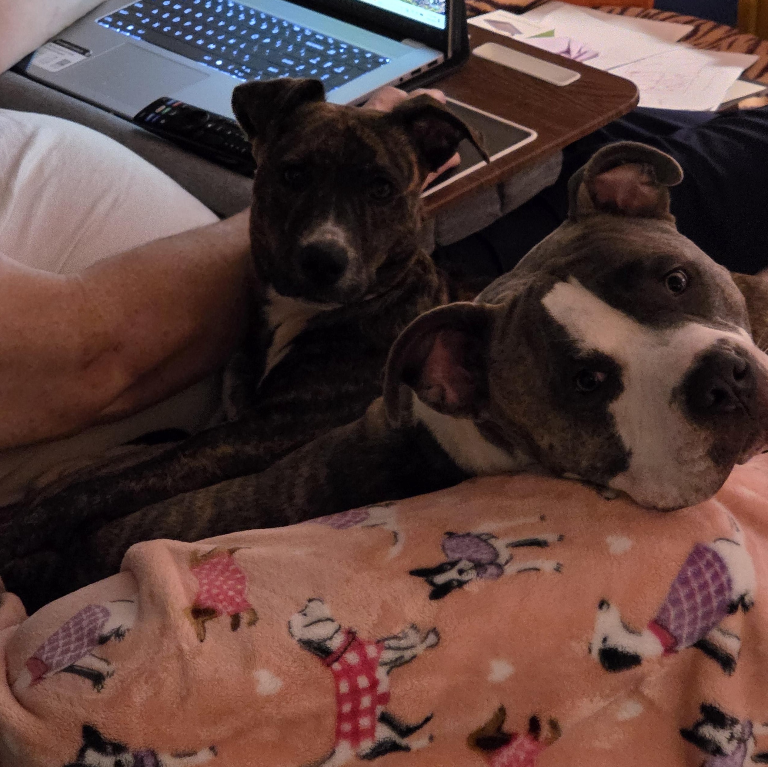 Enlarge Soraya, a ADOPTABLE mixed breed in Rock Hill, SC image 6/6