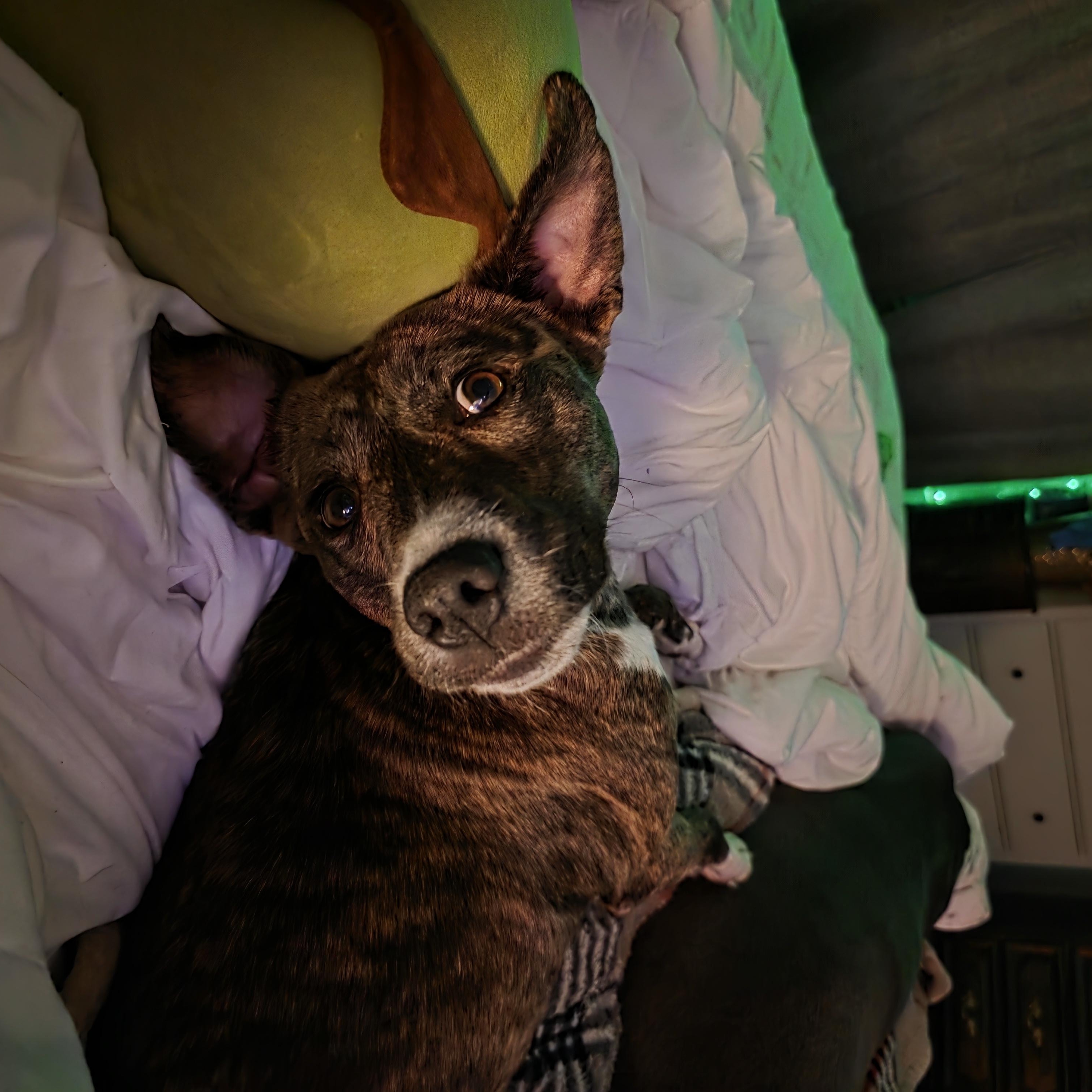 Enlarge Soraya, a ADOPTABLE mixed breed in Rock Hill, SC image 2/6