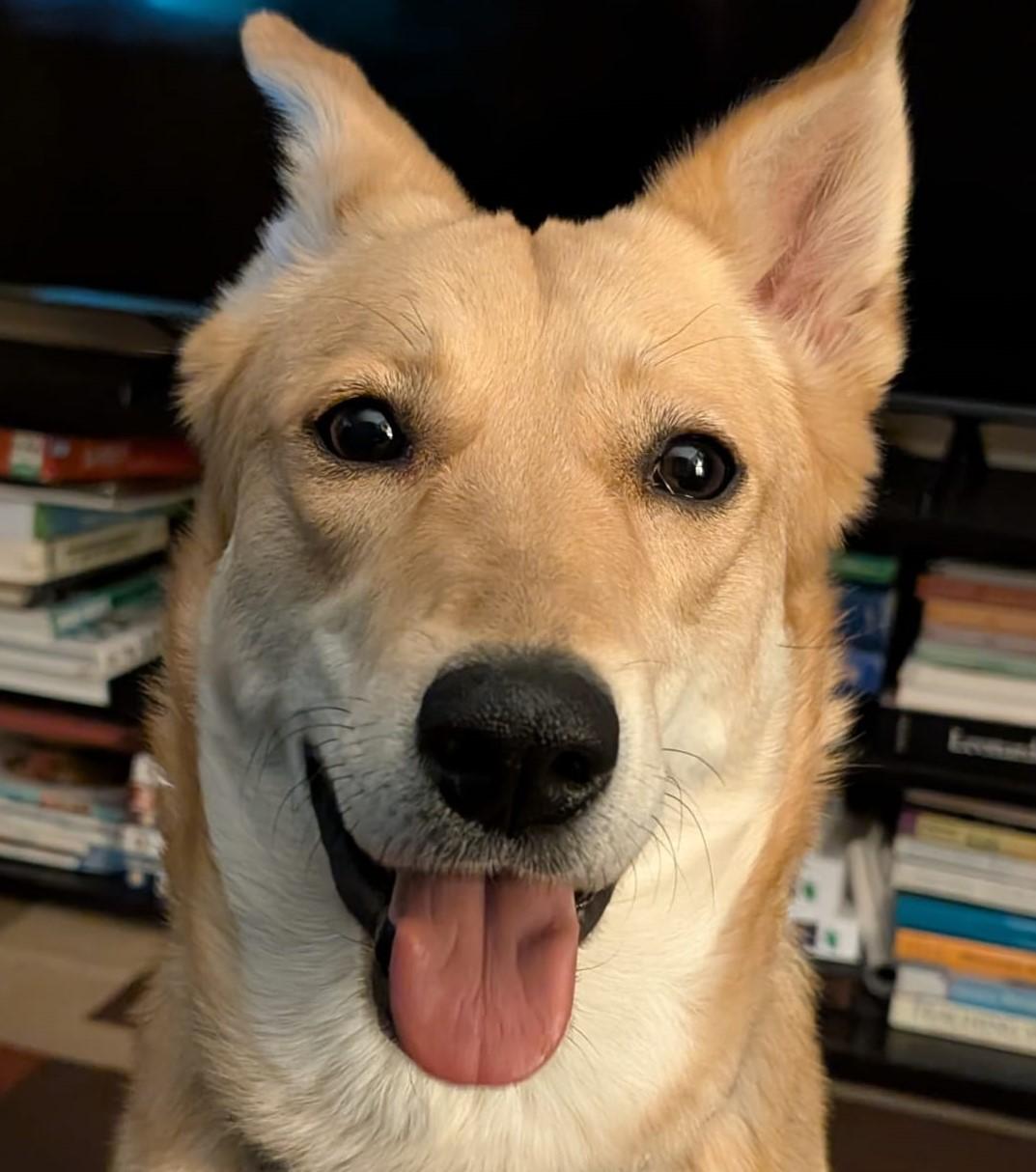 Beautiful CELINA, Adopted, Adult Female Shepherd & Black Labrador Retriever.