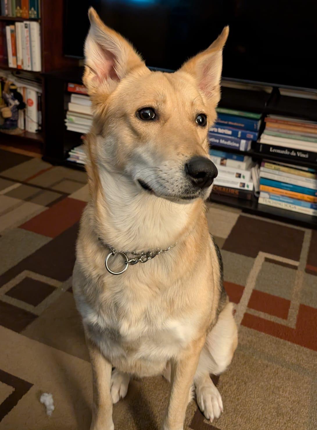 Enlarge Beautiful CELINA, a Adopted mixed breed in Etobicoke, ON image 3/6