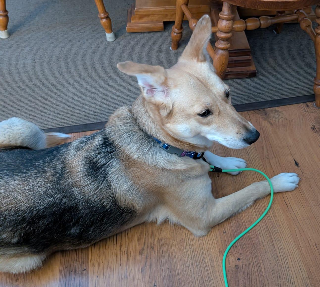 Enlarge Beautiful CELINA, a Adopted mixed breed in Etobicoke, ON image 4/6