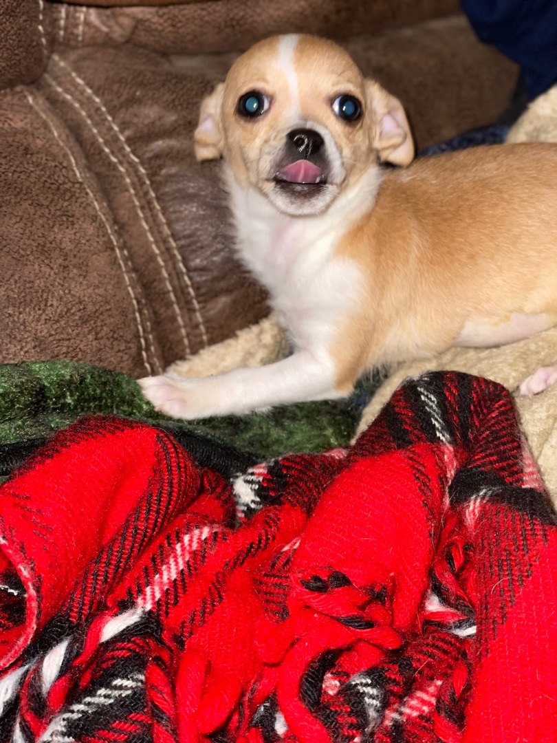 Enlarge Maria and Pedro, a Adoptable mixed breed in Fresno, CA image 1/13