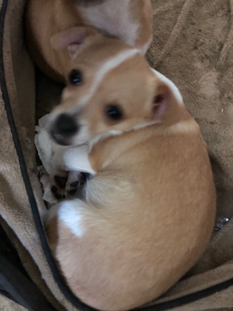 Enlarge Maria and Pedro, a Adoptable mixed breed in Fresno, CA image 2/13