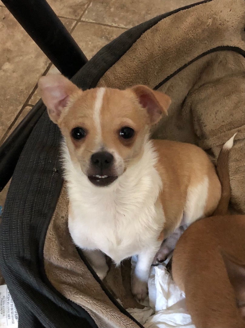 Enlarge Maria and Pedro, a Adoptable mixed breed in Fresno, CA image 3/13