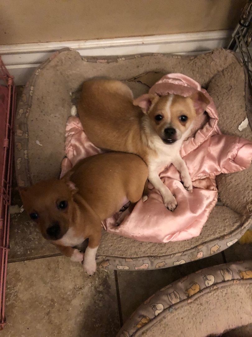 Enlarge Maria and Pedro, a Adoptable mixed breed in Fresno, CA image 4/13