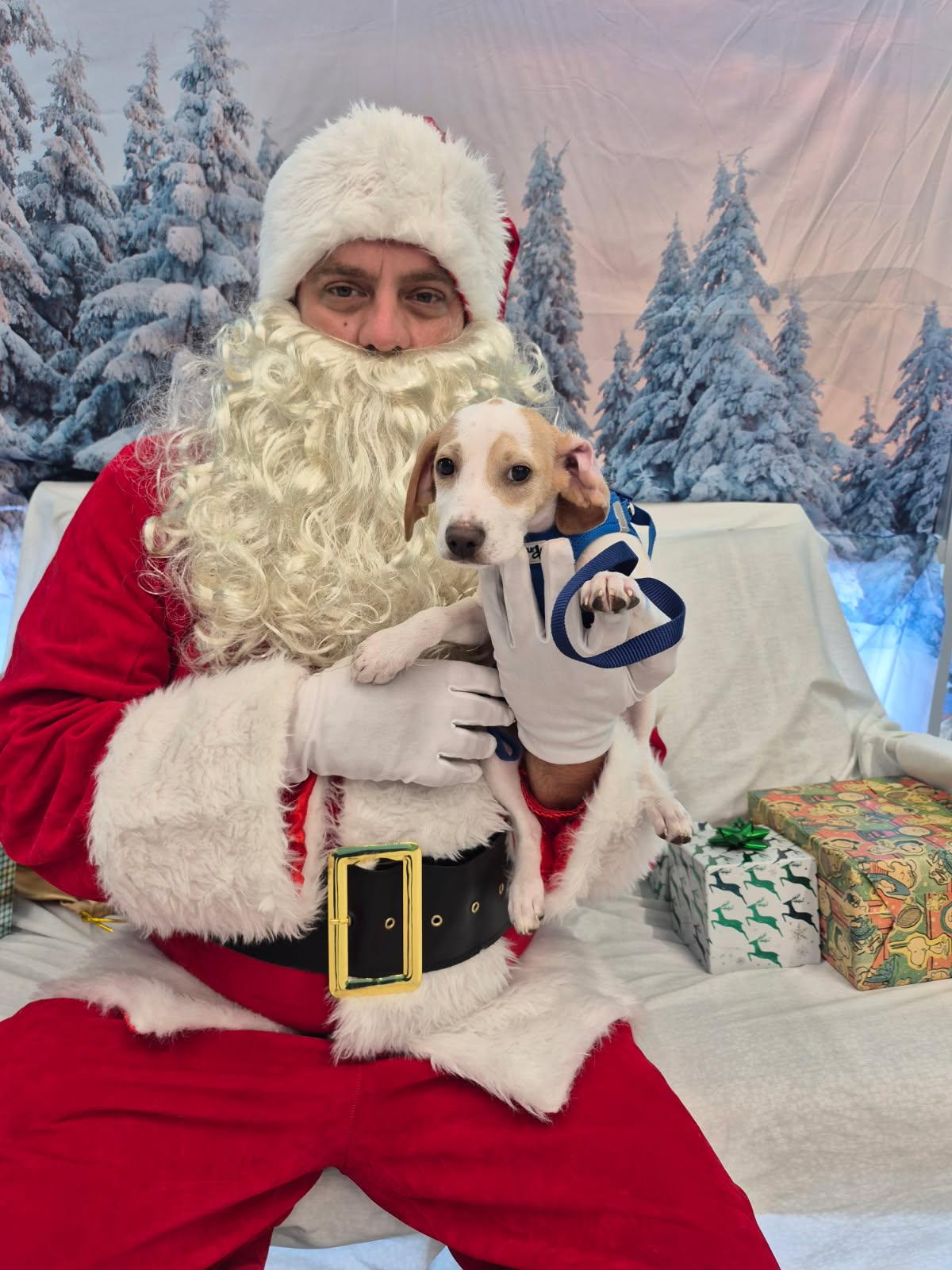 Frasier, Adoptable, Puppy Male Beagle.