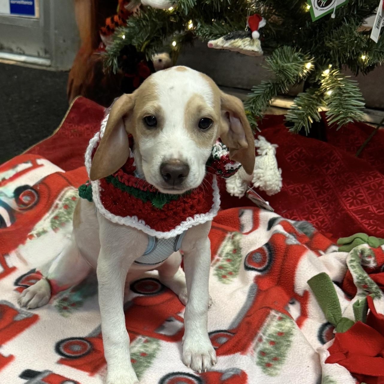 Enlarge Frasier, an adopted mixed breed in Lake Worth, FL image 2/6