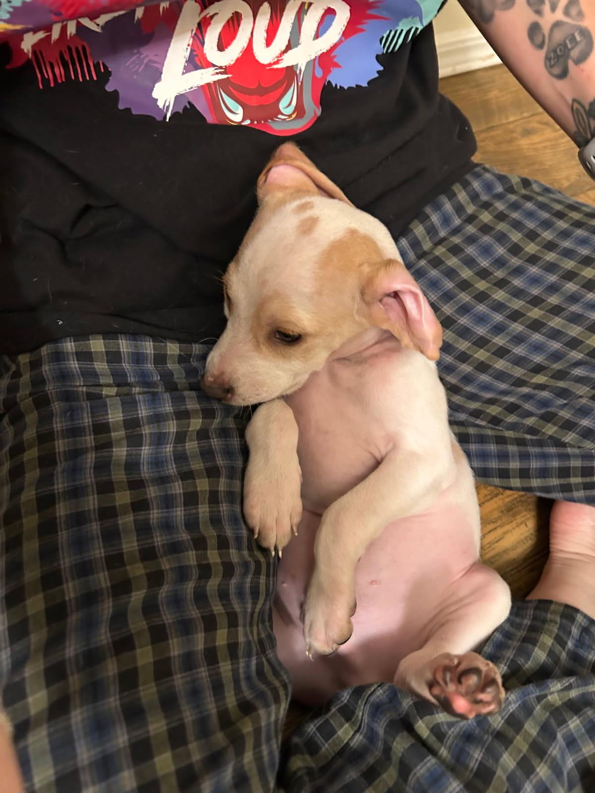 Frasier, a Adoptable mixed breed in Lake Worth, FL image 2/4