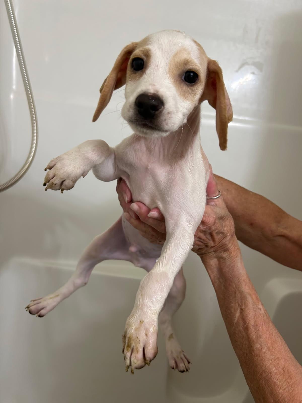 Frasier, a Adoptable mixed breed in Lake Worth, FL image 3/4