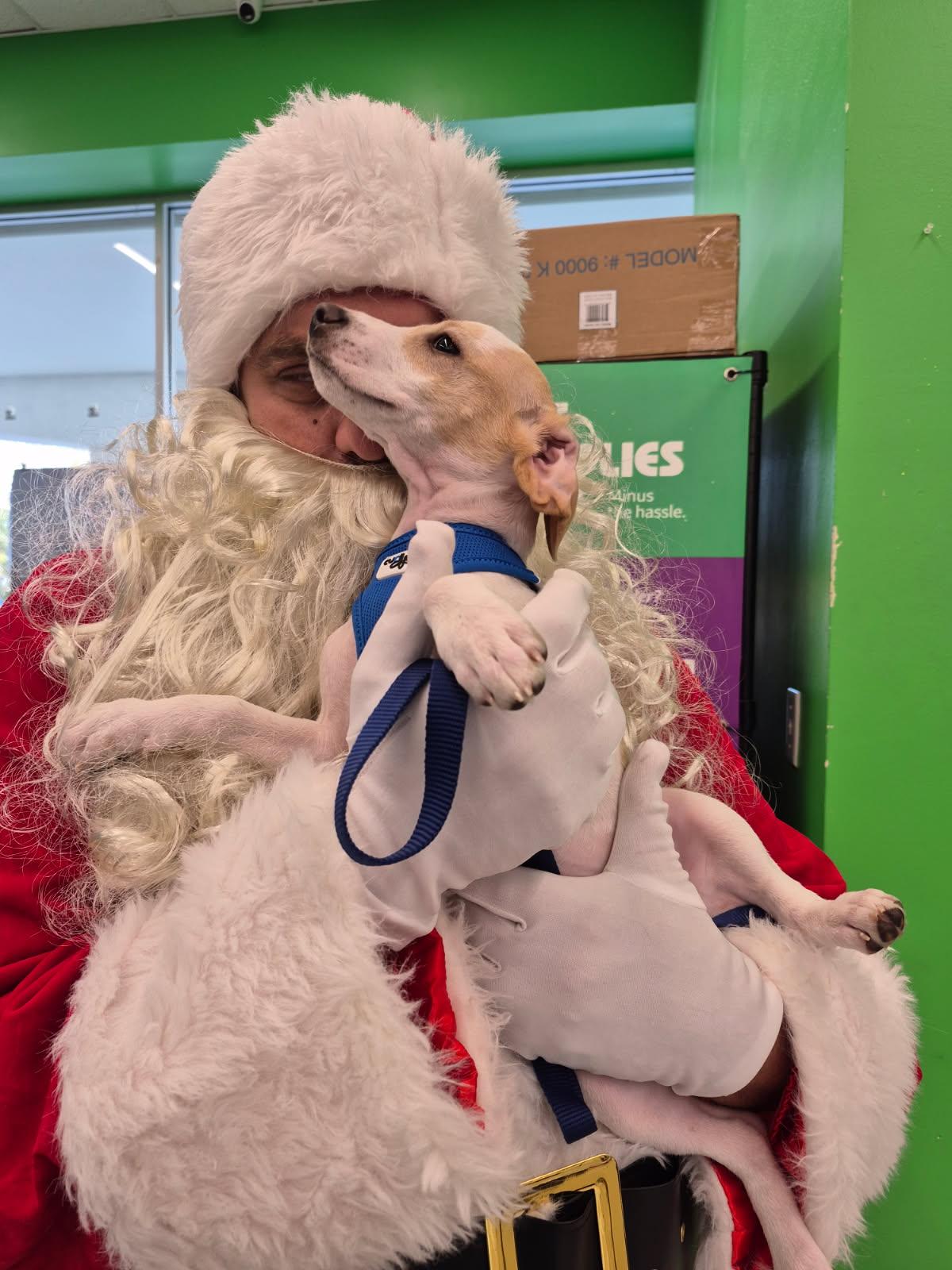 Enlarge Frasier, an adopted mixed breed in Lake Worth, FL image 3/6