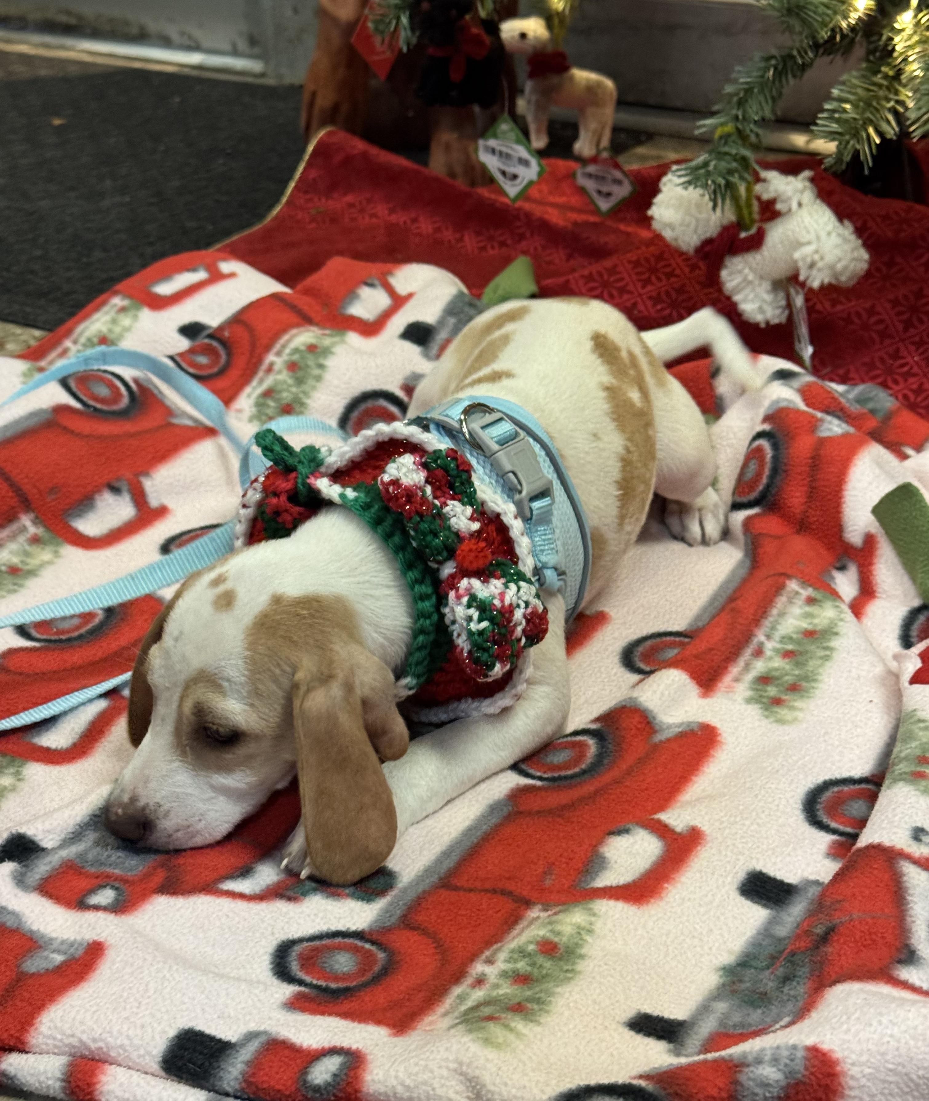 Enlarge Frasier, an adopted mixed breed in Lake Worth, FL image 4/6