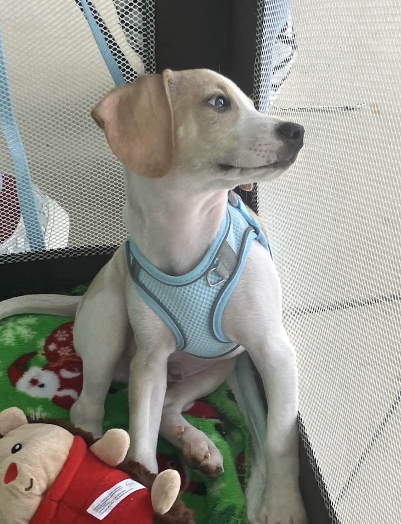 Enlarge Frasier, an adopted mixed breed in Lake Worth, FL image 5/6