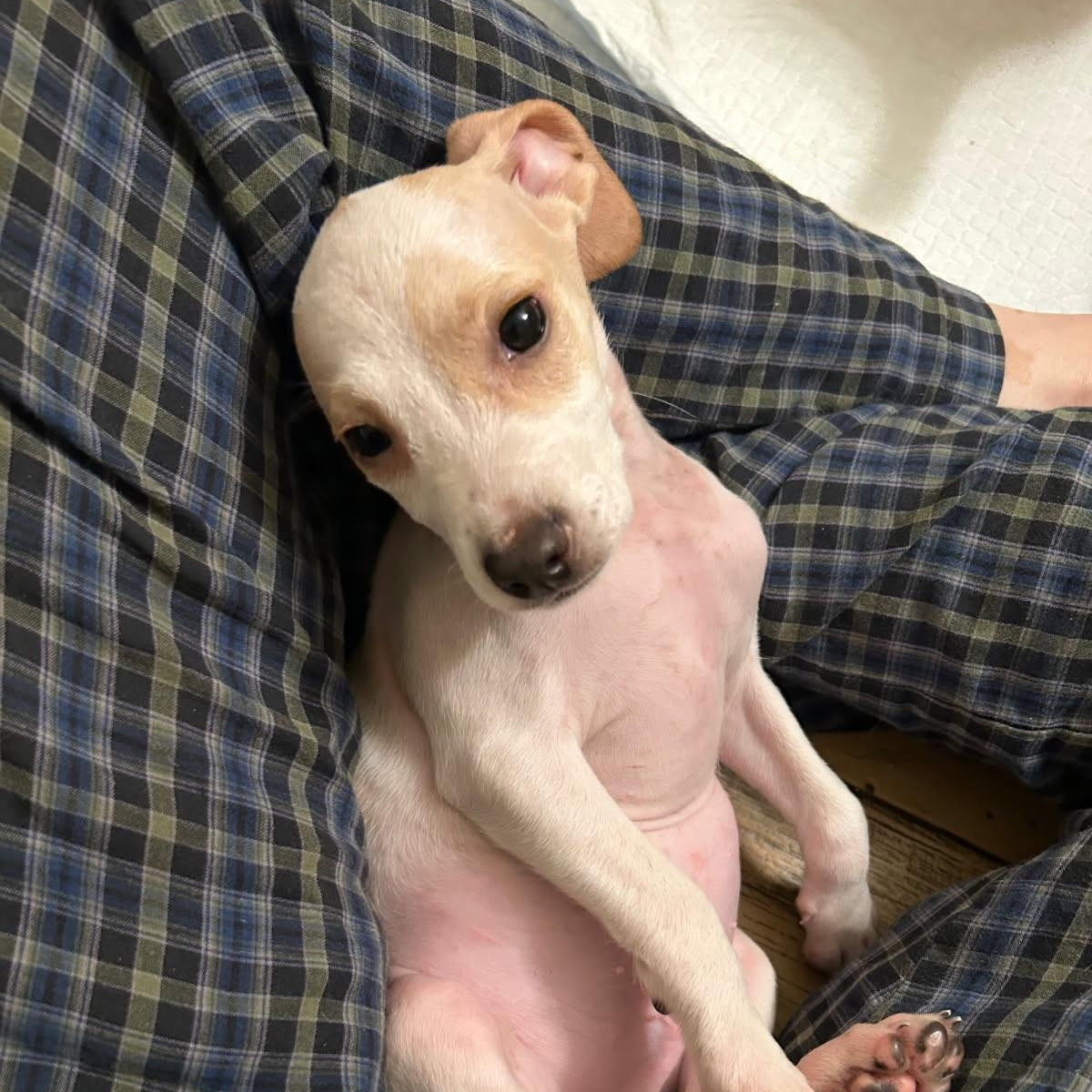 Frasier, a Adoptable mixed breed in Lake Worth, FL image 1/4