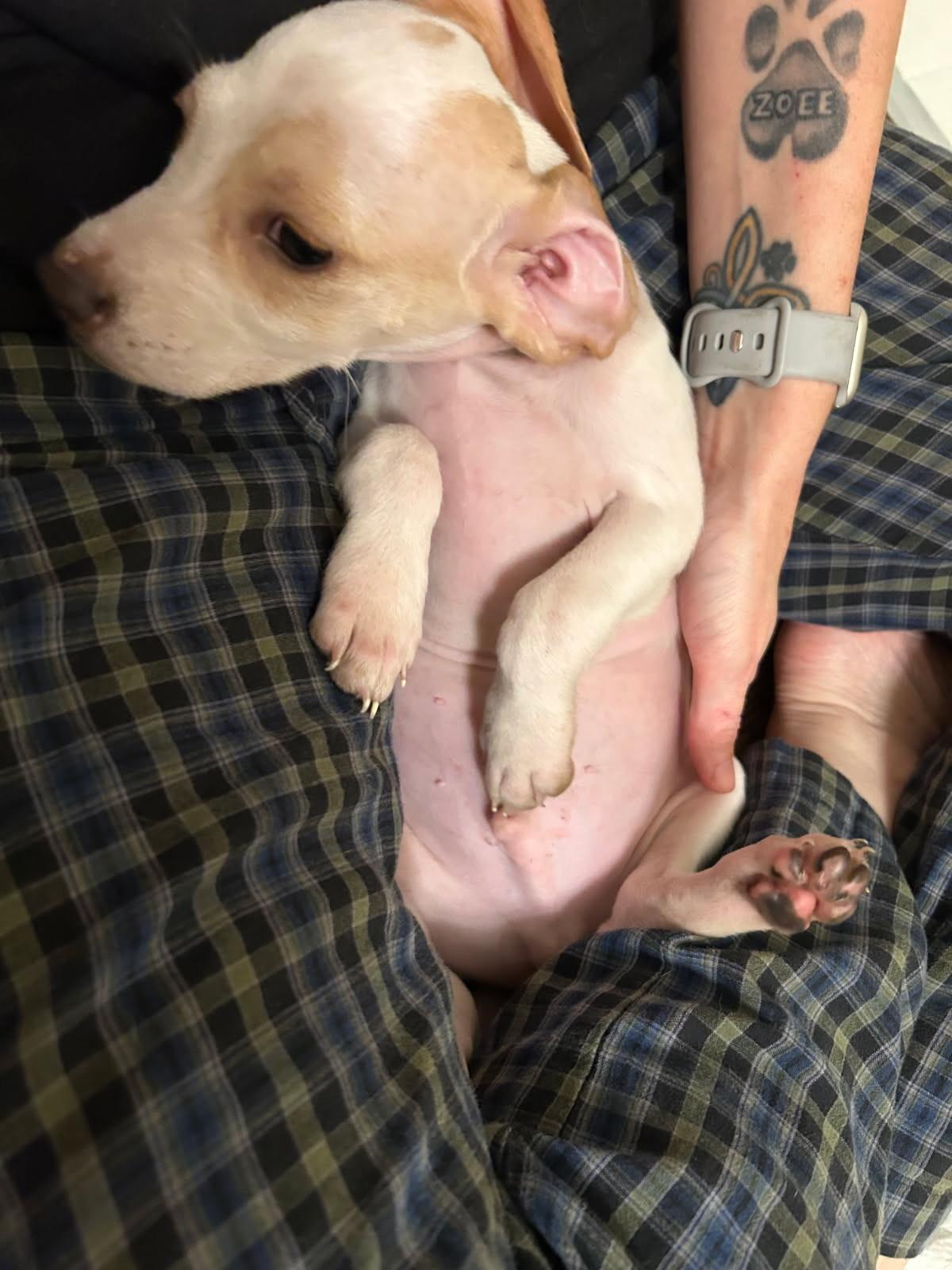 Frasier, a Adoptable mixed breed in Lake Worth, FL image 4/4