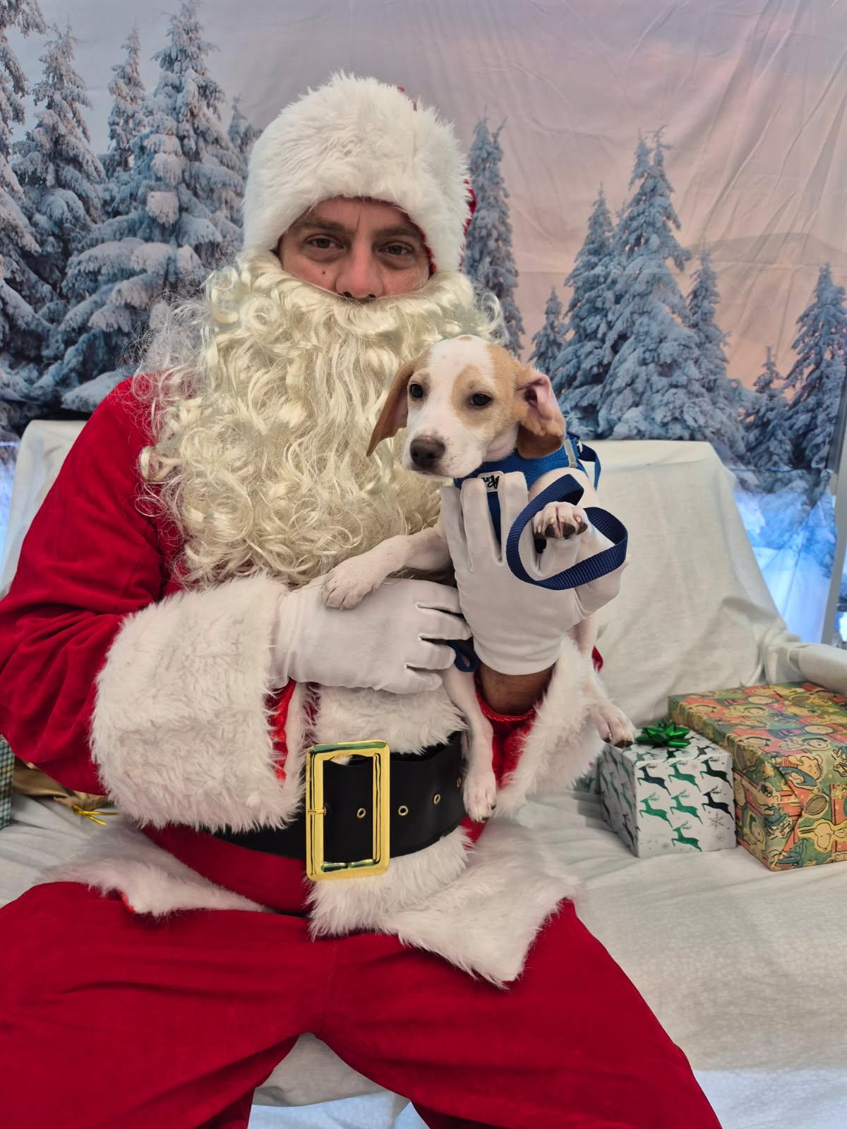 Enlarge Frasier, an adopted mixed breed in Lake Worth, FL image 6/6