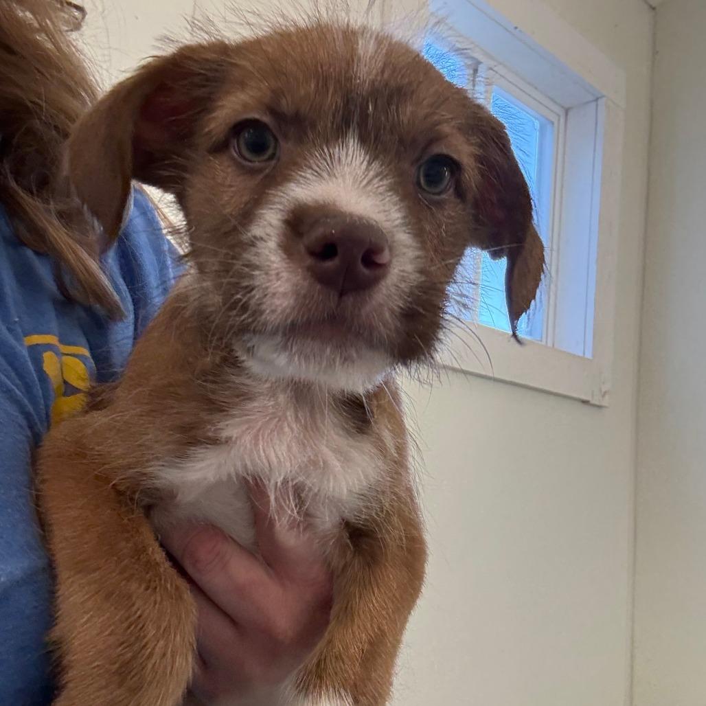 Enlarge Bruno, a Adoptable mixed breed in Tulsa, OK image 1/1