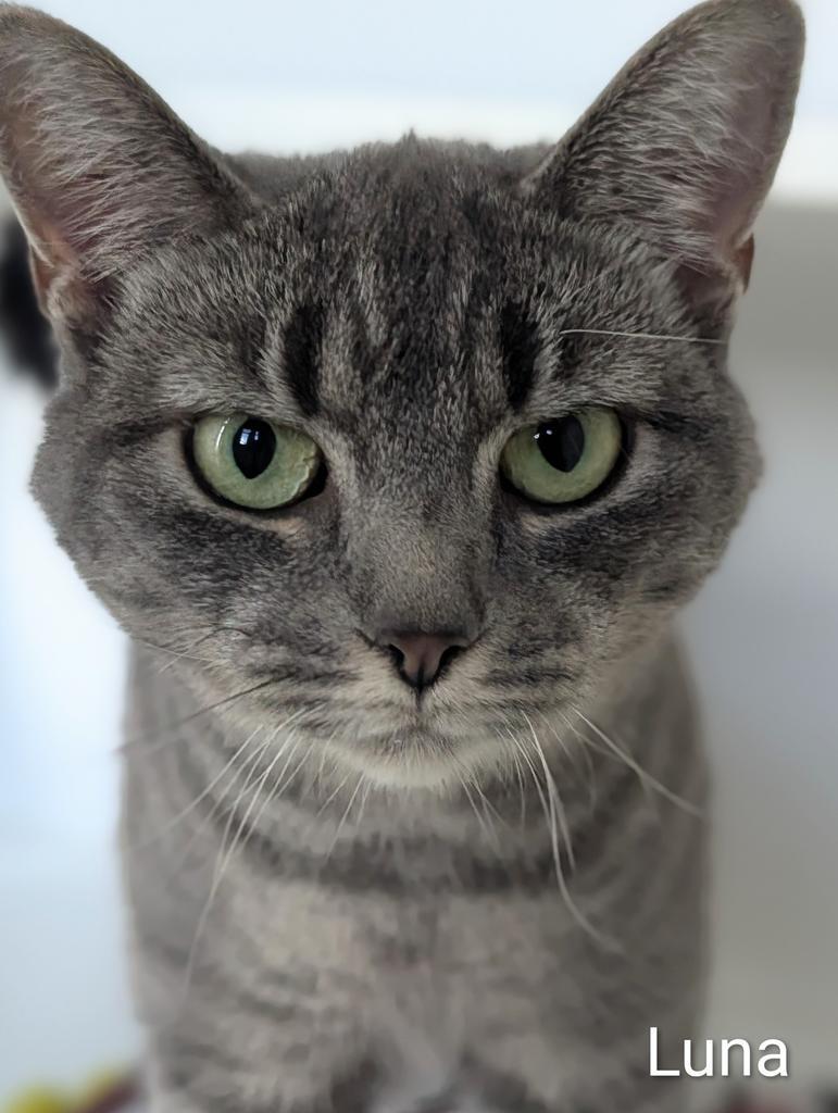 Luna, Adoptable, Young Female Domestic Short Hair.