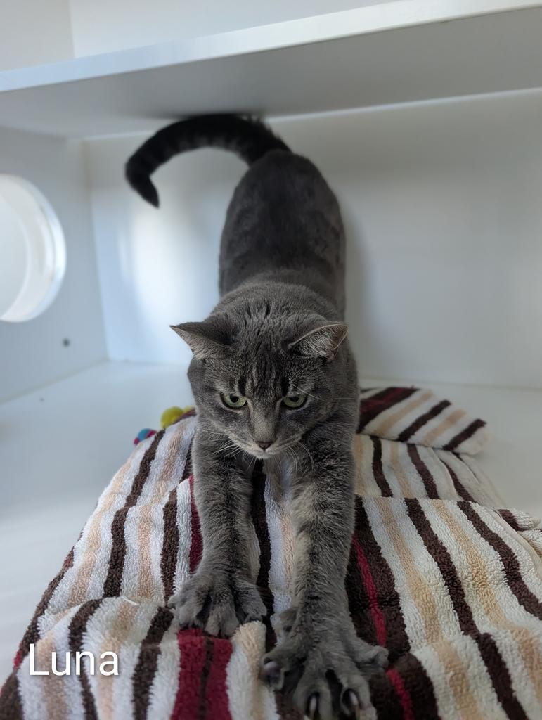Enlarge Luna, a Adoptable mixed breed in Greenfield, IN image 2/4