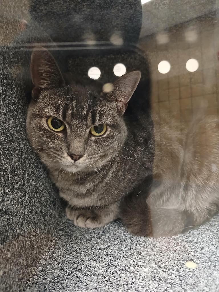 Enlarge Luna, a Adoptable mixed breed in Greenfield, IN image 3/4