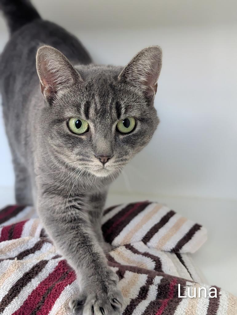 Enlarge Luna, a Adoptable mixed breed in Greenfield, IN image 4/4