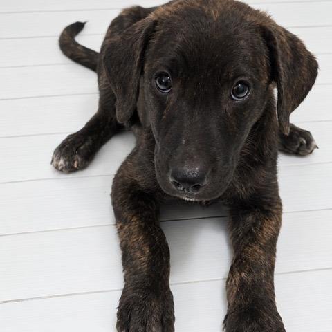 BOWIE, Adoptable, Puppy Male Labrador Retriever & Mixed Breed.