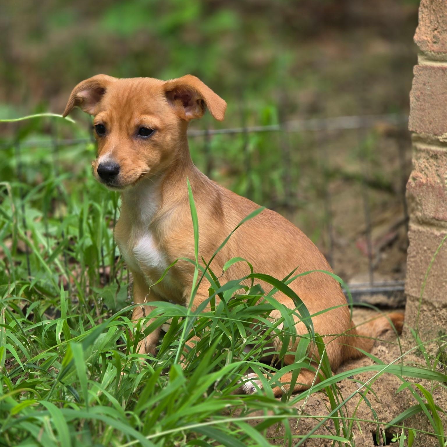Anarchy, a ADOPTABLE mixed breed in Richmond, VA image 5/6