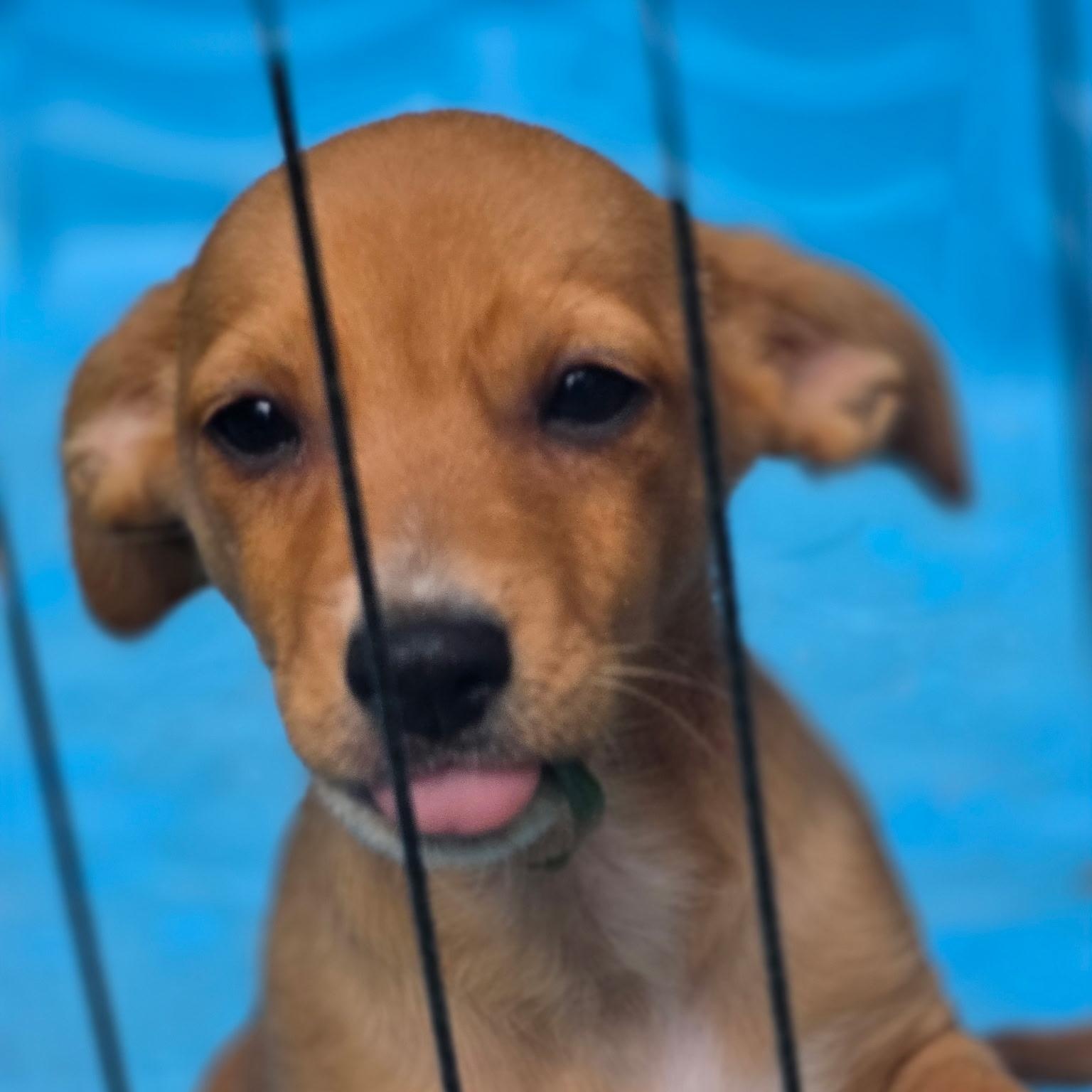 Anarchy, a ADOPTABLE mixed breed in Richmond, VA image 6/6
