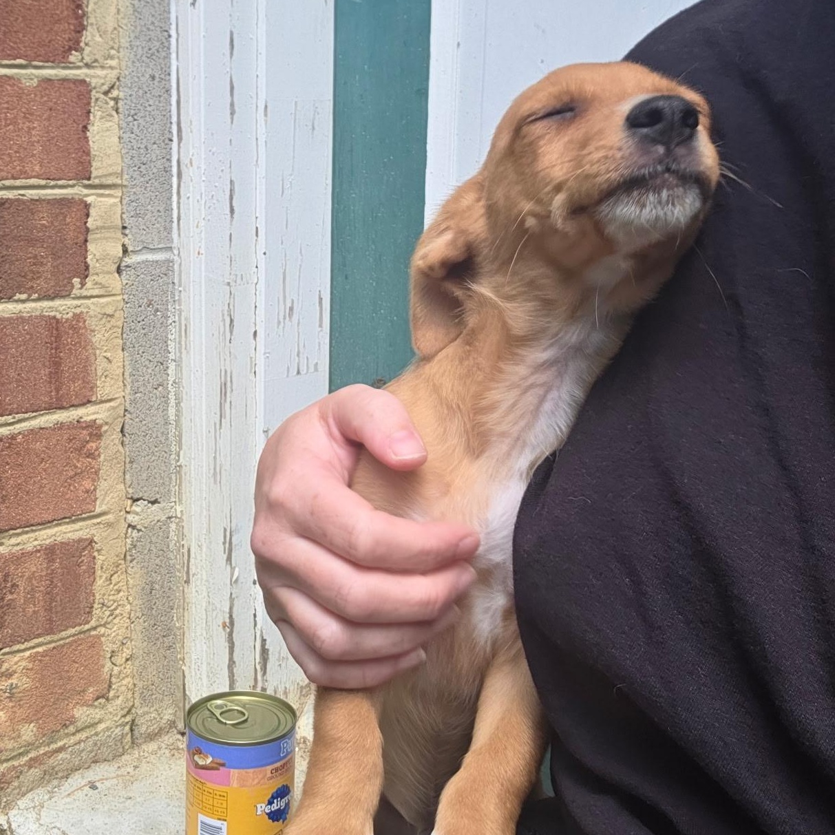 Anarchy, a ADOPTABLE mixed breed in Richmond, VA image 4/6