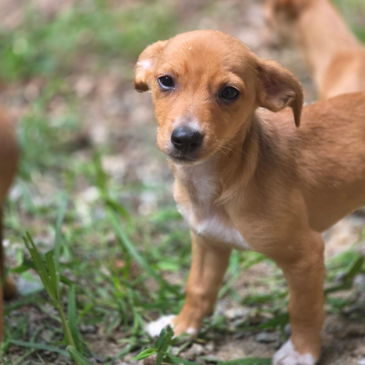 Anarchy, ADOPTABLE, Puppy Male Chihuahua & Jack Russell Terrier.