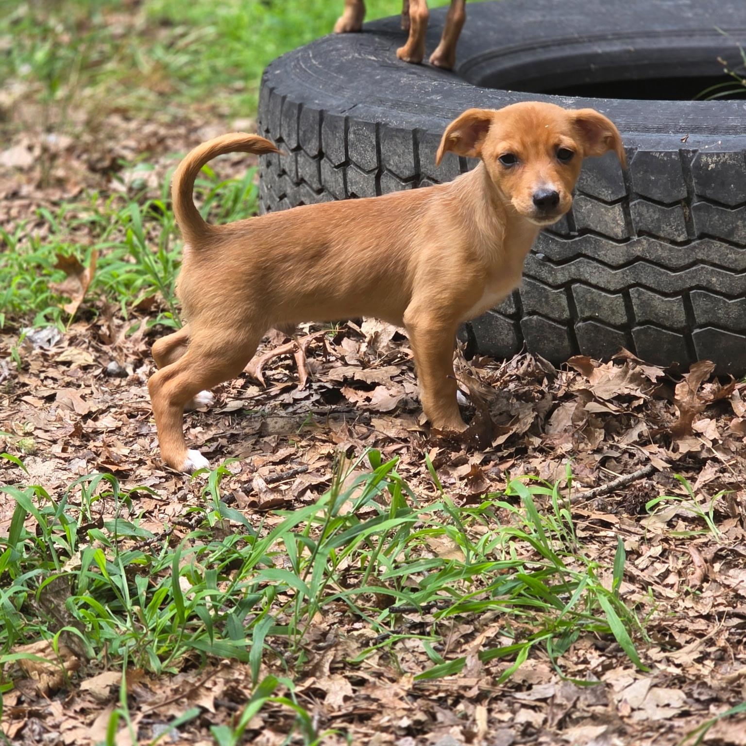 Anarchy, a ADOPTABLE mixed breed in Richmond, VA image 3/6