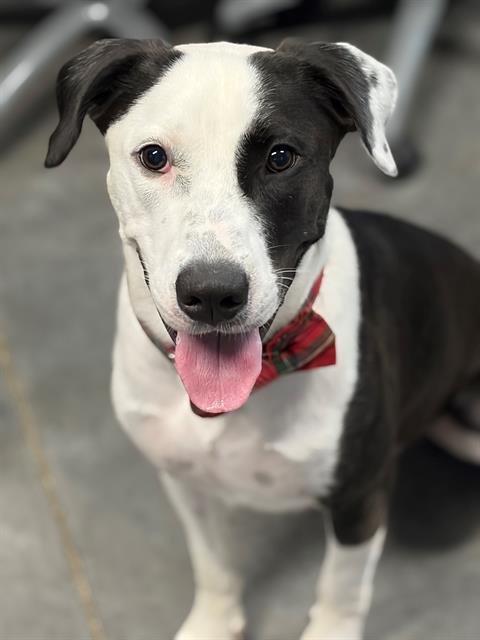 Enlarge ROSCO, a Adoptable mixed breed in Brunswick, GA image 1/1