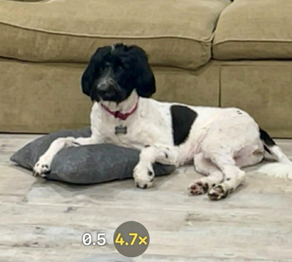 NOLA, a ADOPTABLE mixed breed in Madisonville, LA image 6/6