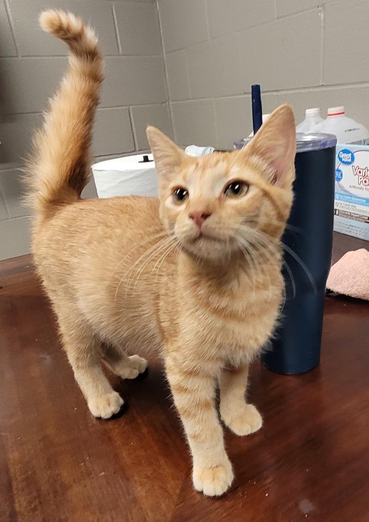 Norris, Adoptable, Kitten Male Domestic Short Hair.