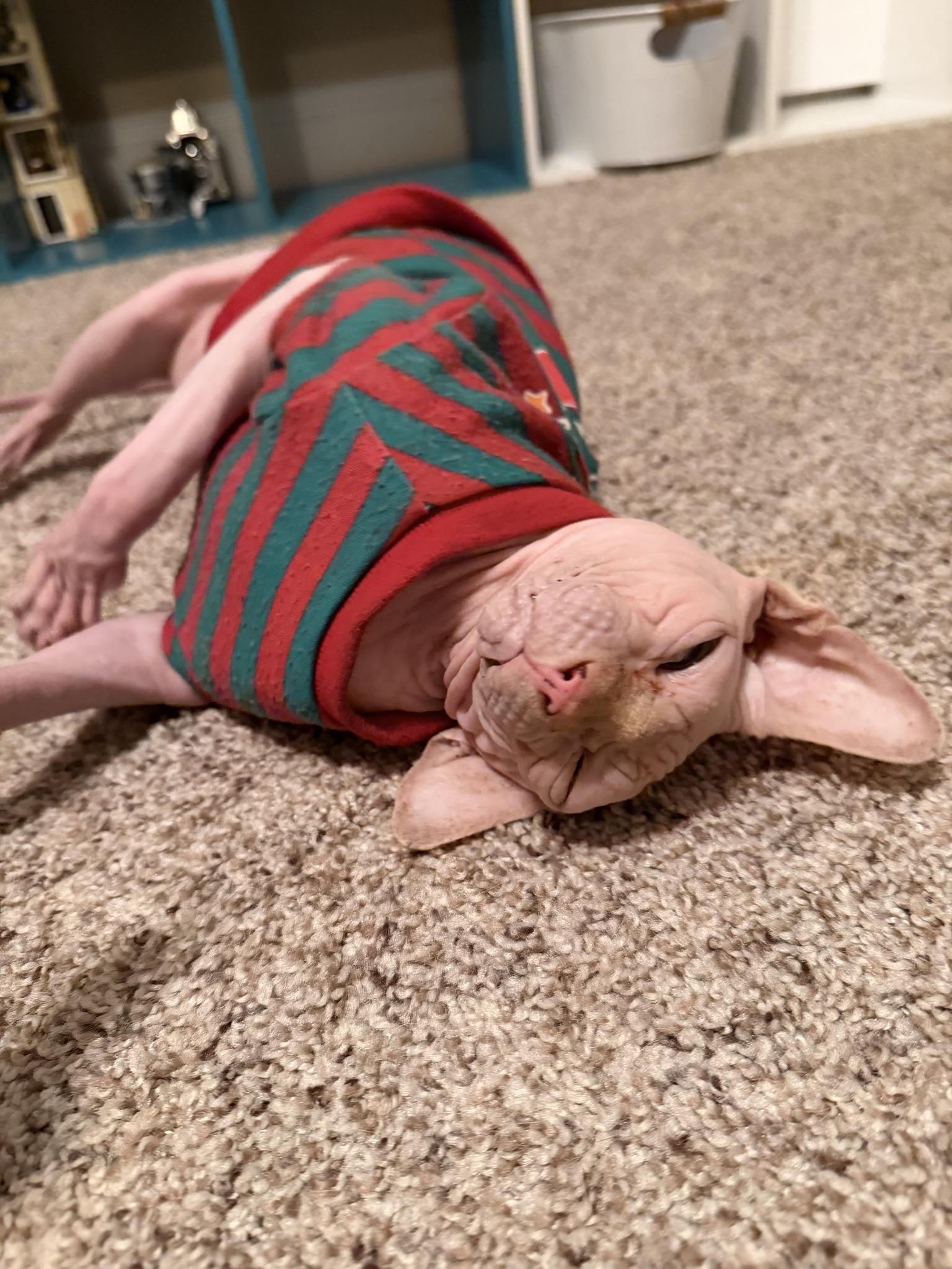 Enlarge Nimbus, a ADOPTABLE Sphynx / Hairless Cat in Clarksville, TN image 4/5