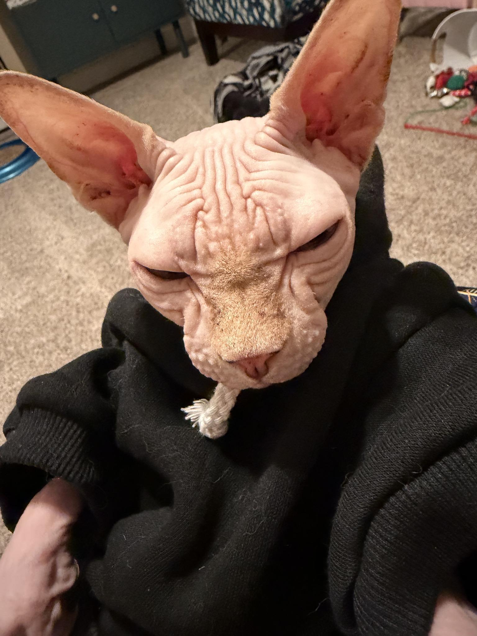 Enlarge Nimbus, a ADOPTABLE Sphynx / Hairless Cat in Clarksville, TN image 1/5