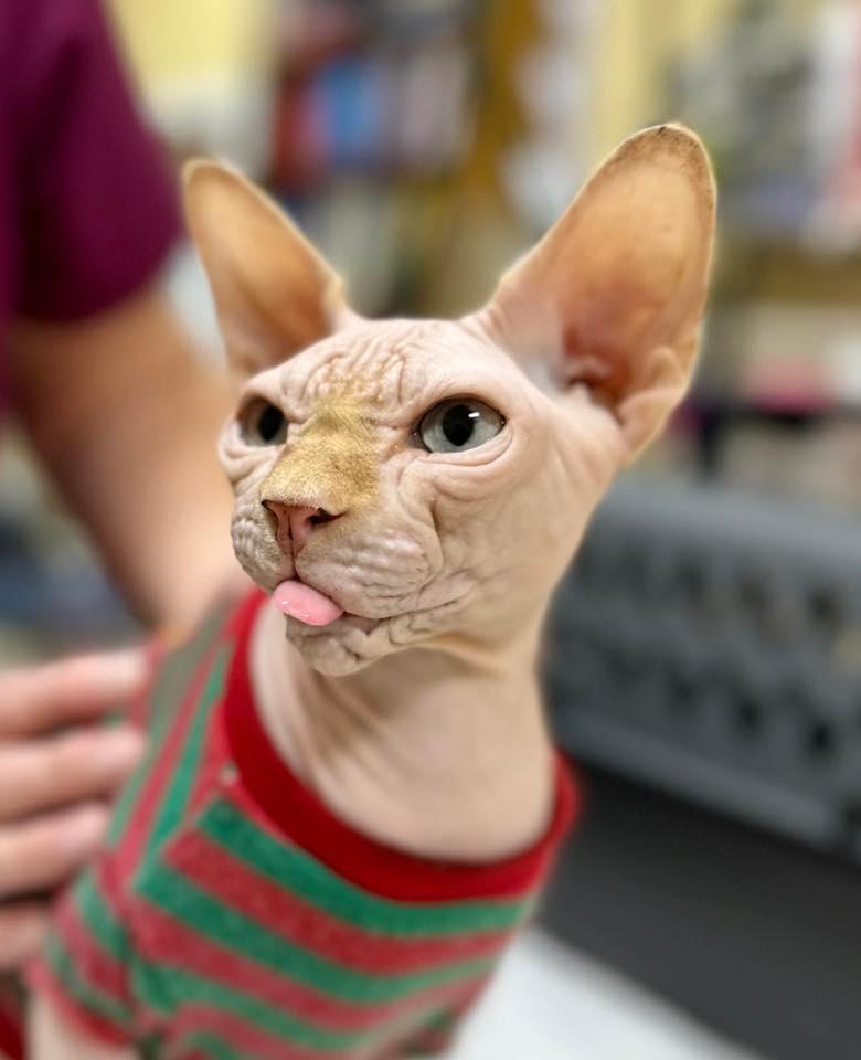 Enlarge Nimbus, a ADOPTABLE Sphynx / Hairless Cat in Clarksville, TN image 2/5