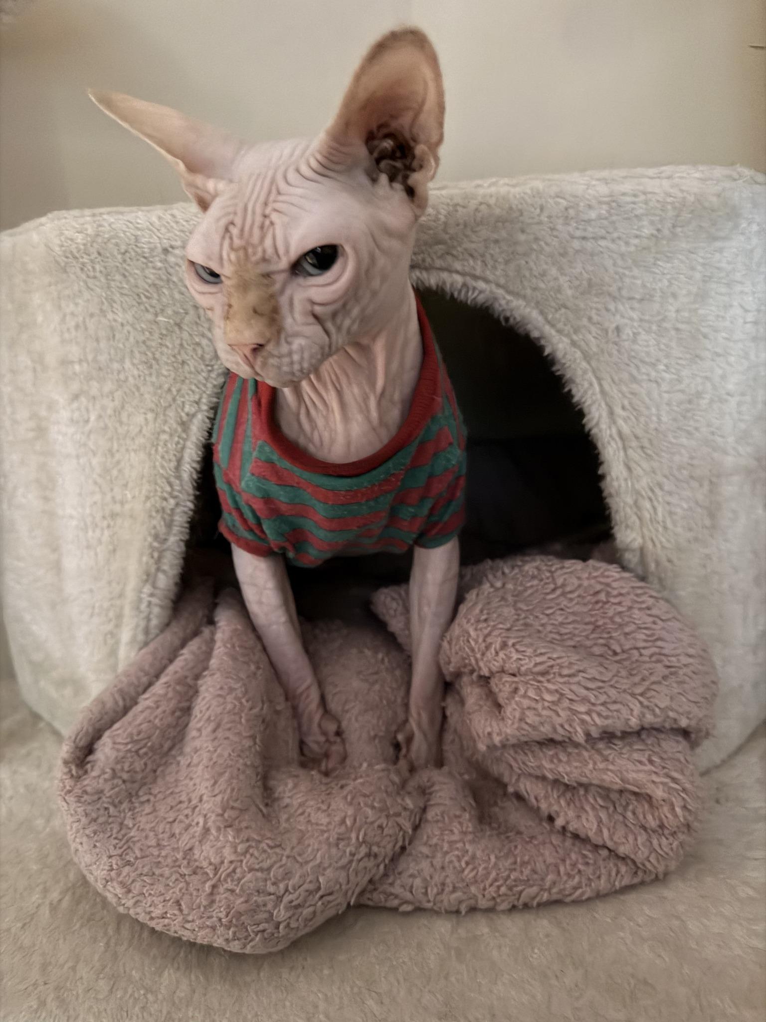 Enlarge Nimbus, a ADOPTABLE Sphynx / Hairless Cat in Clarksville, TN image 5/5
