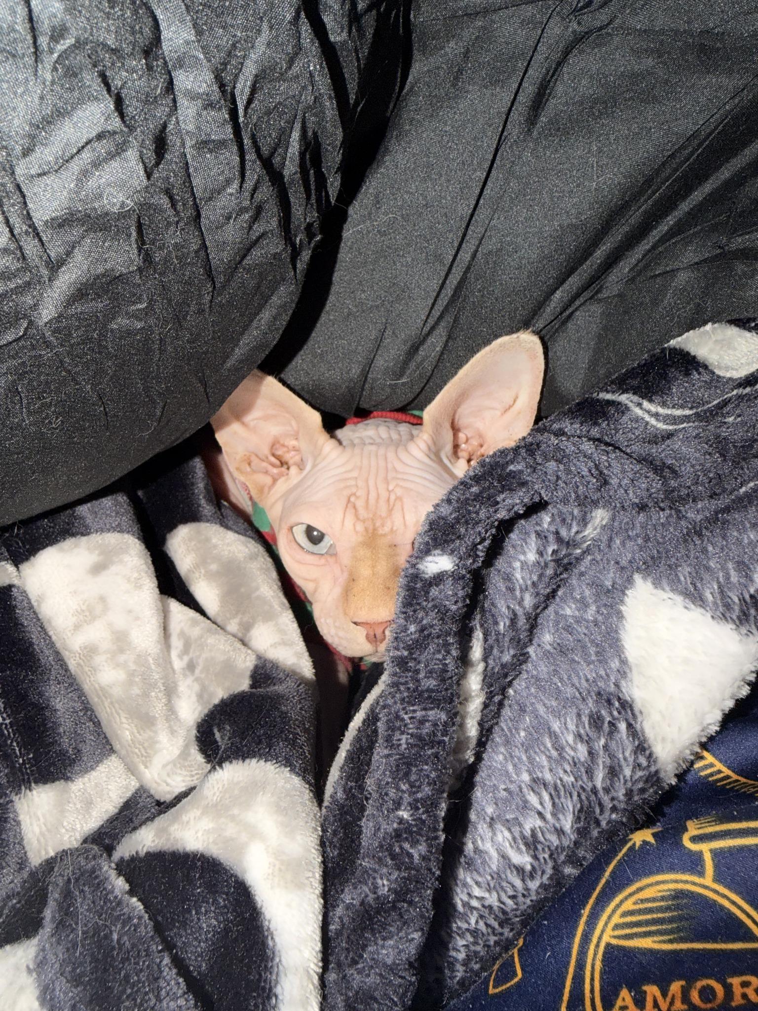 Enlarge Nimbus, a ADOPTABLE Sphynx / Hairless Cat in Clarksville, TN image 3/5