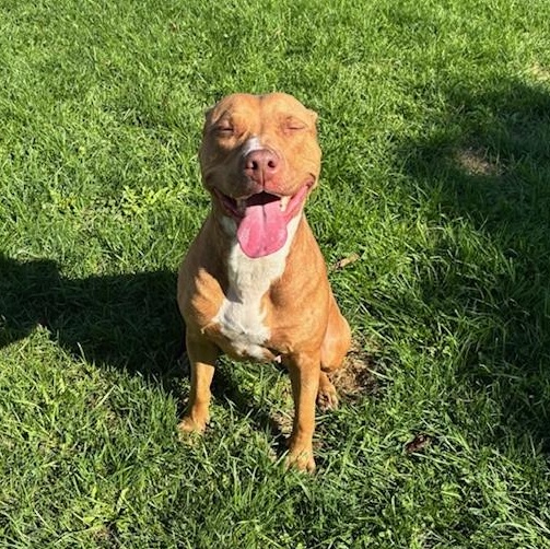 Enlarge Pookie, an adoptable American Bully in Mississauga, ON image 5/6