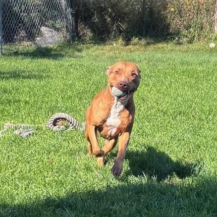 Enlarge Pookie, an adoptable American Bully in Mississauga, ON image 3/6
