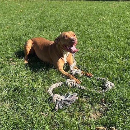 Enlarge Pookie, an adoptable American Bully in Mississauga, ON image 2/6